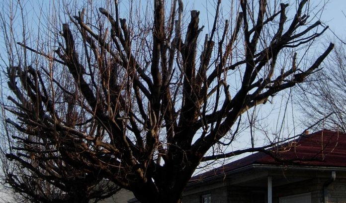 topped tree topped tree