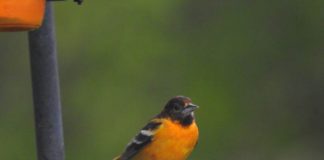 Baltimore Oriole