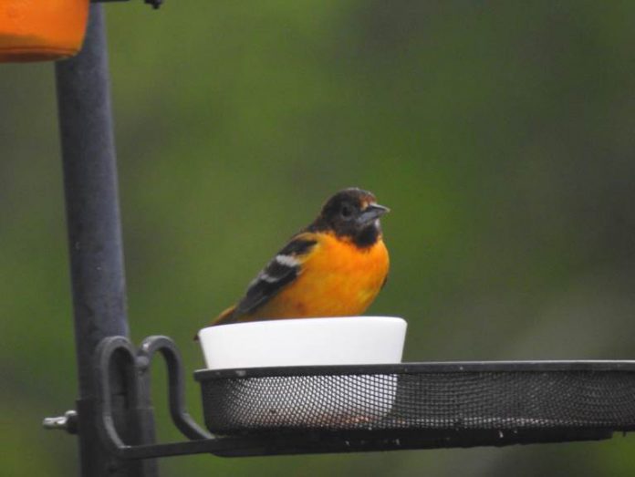 Baltimore Oriole Baltimore Oriole