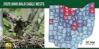 2020 Bald Eagle Nest Map