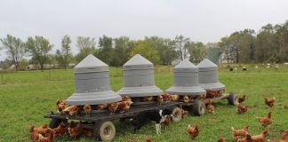 free range chickens
