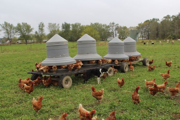 free range chickens free range chickens