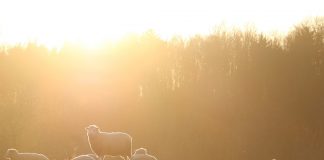 sheep and sunset