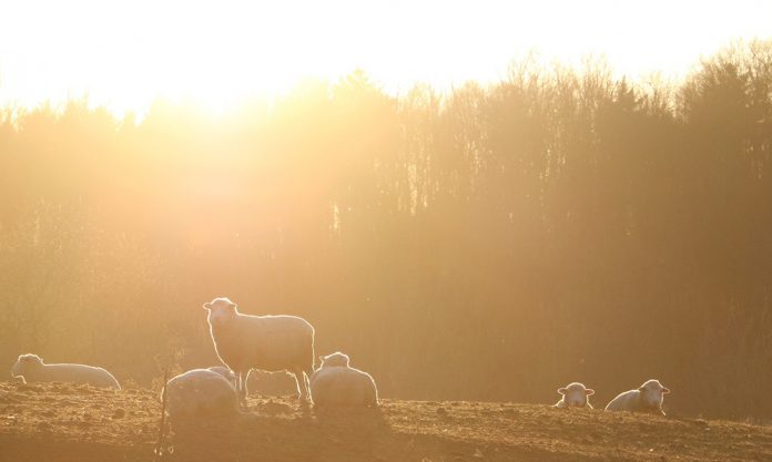 IMG_2392_edited sheep and sunset