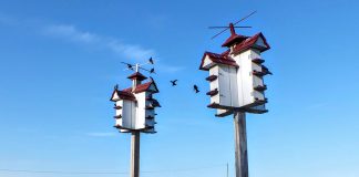purple martins