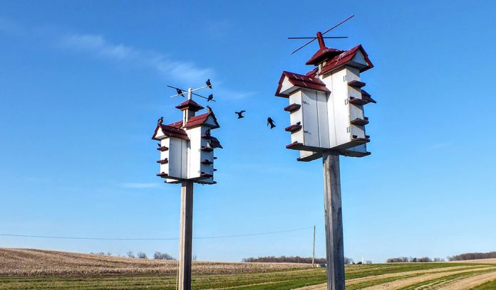 purple martins purple martins