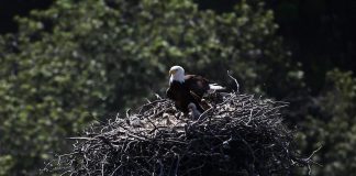 bald eagles