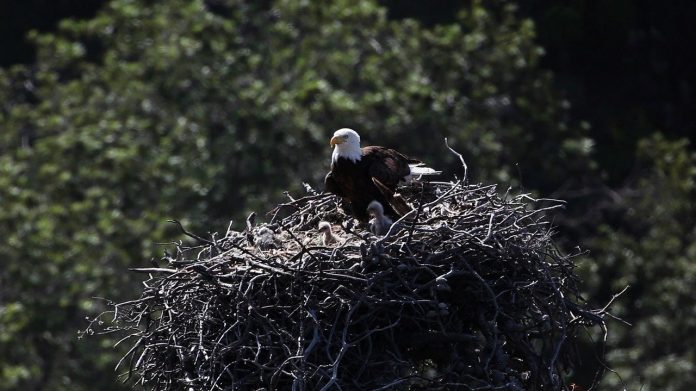 bald eagles bald eagles
