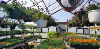greenhouse with plants