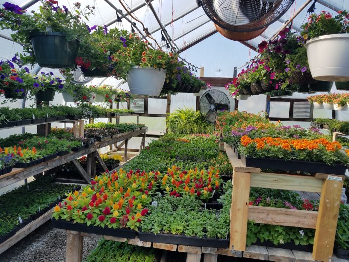 greenhouse with plants