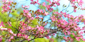 dogwood