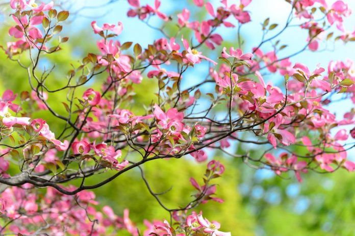 dogwood dogwood