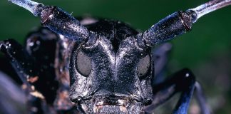 asian longhorned beetle