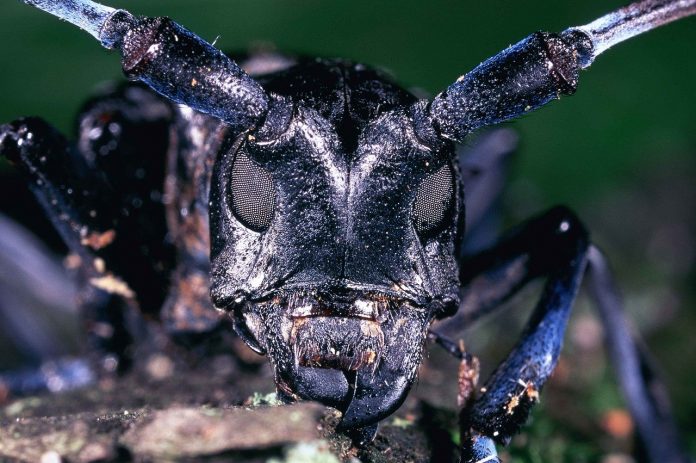 asian longhorned beetle asian longhorned beetle