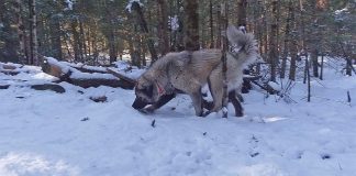 livestock guardian dog and woods