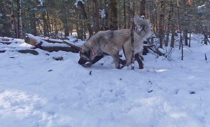 sakura livestock guardian dog and woods