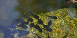 tadpoles