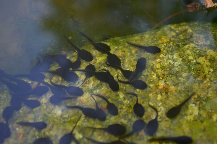 tadpoles tadpoles