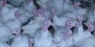 turkey farm