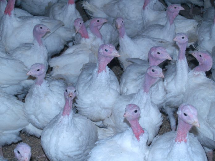 turkey farm turkey farm