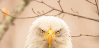 bald eagle