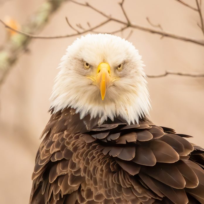 bald eagle bald eagle