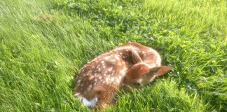 fawn laying down