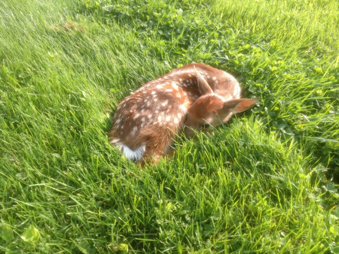 fawn laying down fawn laying down