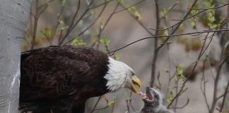 Bald eagle feeding chick