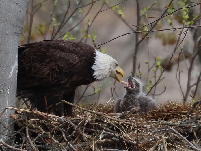 Bald eagle feeding chick Bald eagle feeding chick