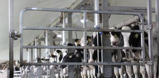 milking parlor andreas