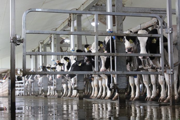milking parlor andreas milking parlor andreas
