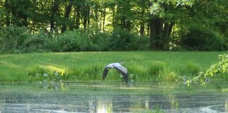 blue heron
