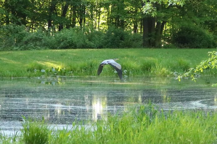 blue heron blue heron