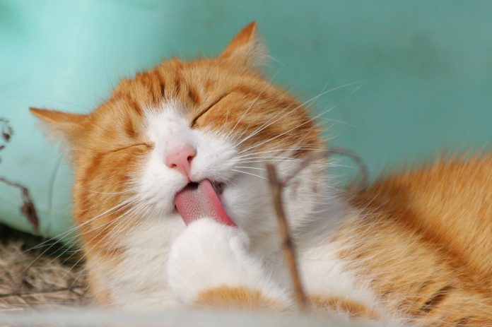 cat cat