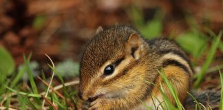 chipmunk