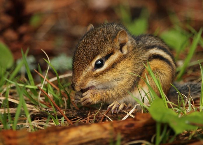chipmunk chipmunk