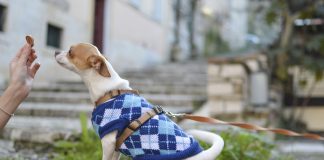 dog