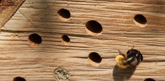 bee hotel