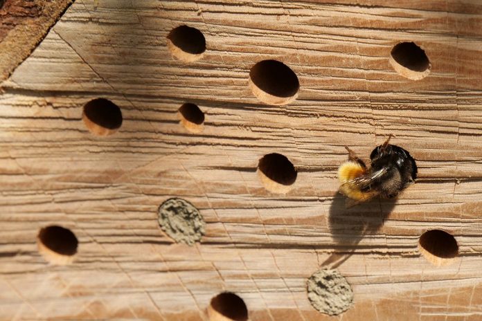 bee hotel bee hotel