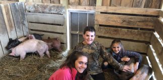 kids with pigs