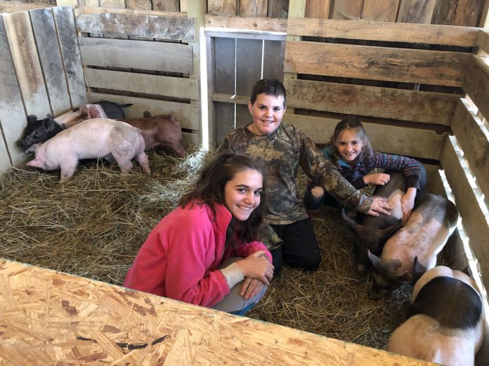 mcgraw-family kids with pigs