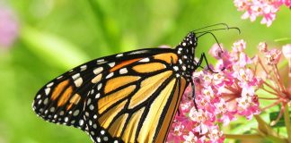 monarch butterfly