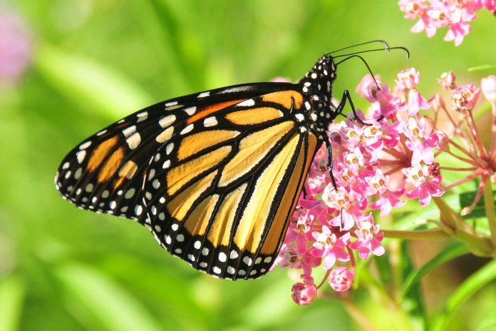 monarch butterfly monarch butterfly