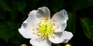 multiflora rose