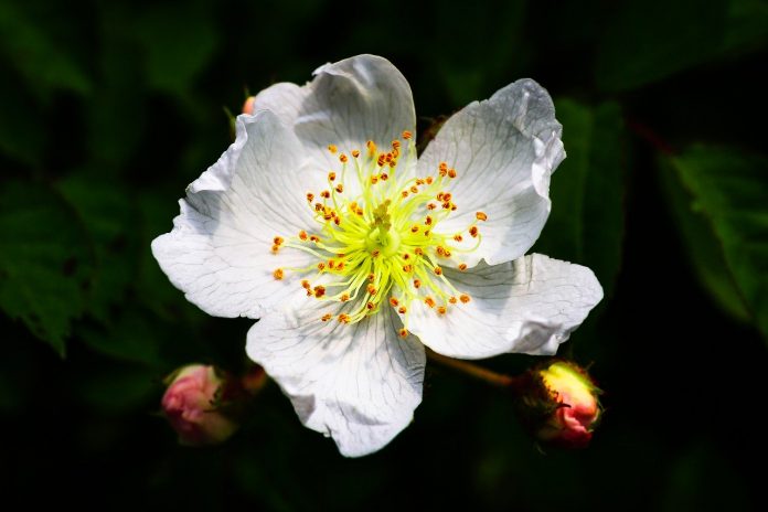 multiflora rose multiflora rose