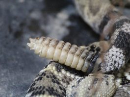 rattlesnake