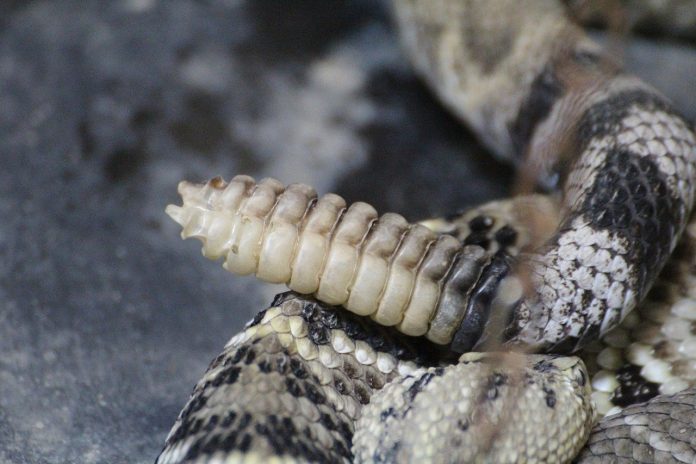 rattlesnake rattlesnake
