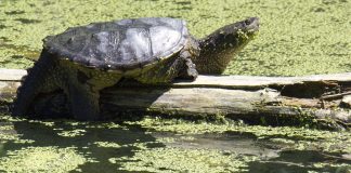 snapping turtle