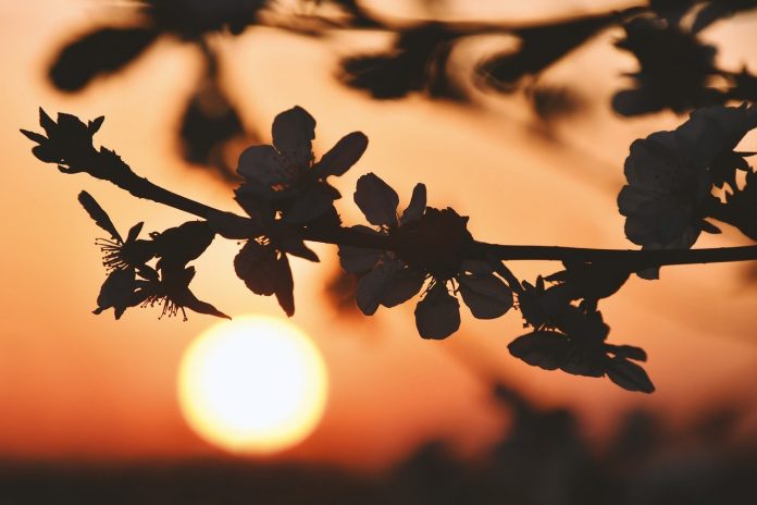 sunrise sunrise
